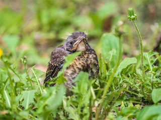 A fieldfare chick, Turdus pilaris, has left the nest and sitting on the spring lawn. A fieldfare chick sits on the ground and waits for food from its parents.