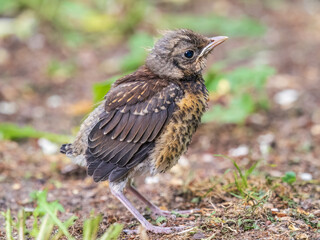 A fieldfare chick, Turdus pilaris, has left the nest and sitting on the spring lawn. A fieldfare chick sits on the ground and waits for food from its parents.