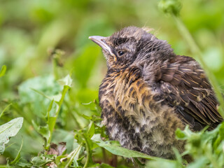 A fieldfare chick, Turdus pilaris, has left the nest and sitting on the spring lawn. A fieldfare...