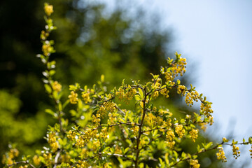 Berberis vulgaris flower growing in meadow, close up	