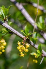 Berberis vulgaris flower growing in meadow, close up	