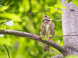 Wood bird Redwing, Turdus iliacus, sits on tree branch
