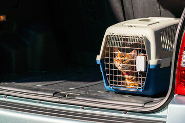 Carrier for cats in the trunk of a car. Transportation of pets