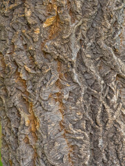 The bark of Amur velvet, or Amur cork tree, lat. Phellodendron amurense