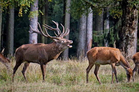 Rothirsch ( Cervus elaphus ).