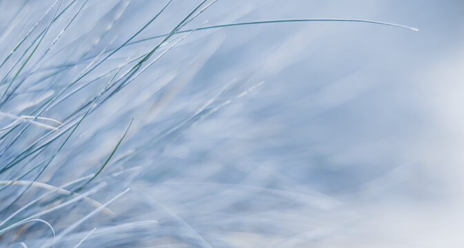Texture, background, pattern of decorative grass Blue fescue. Blurred natural background © OLAYOLA