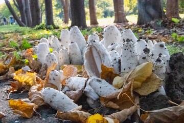 秋のササクレヒトヨタケ