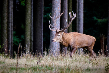 Rothirsch ( Cervus elaphus ).