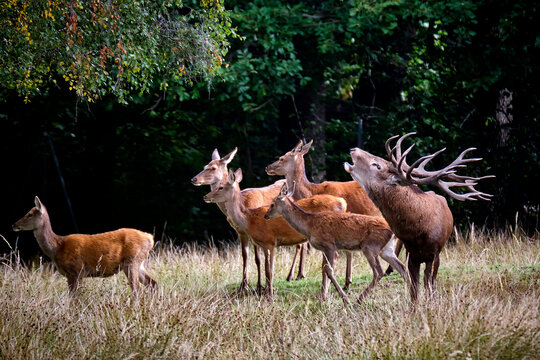 Rothirsch ( Cervus elaphus ).