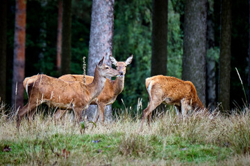 Rothirsch ( Cervus elaphus ).