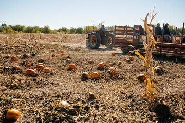 tractor ride in a pumpkin patch