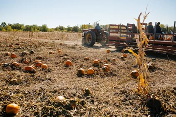 Gordijnen tractor ride in a pumpkin patch © Aubrey