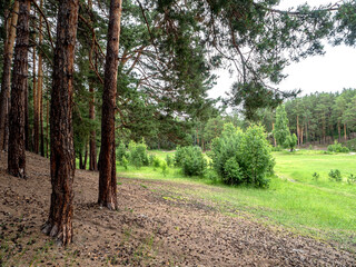 Obraz premium pine trees on a hilll in the forest