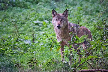 Europäischer Wolf ( Canis lupus ).