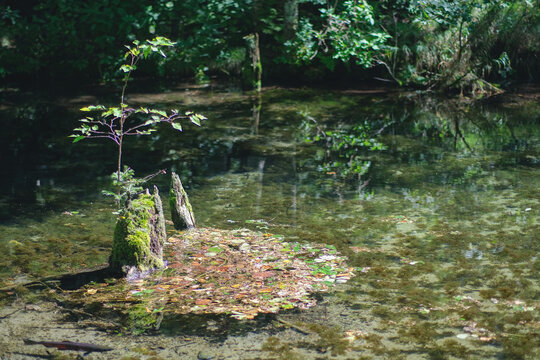 神の子池 の画像 2 416 件の Stock 写真 ベクターおよびビデオ Adobe Stock