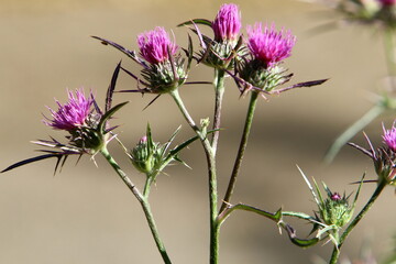 Milk thistle grows in a forest clearing.
