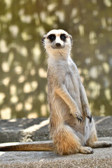 	あたりをうかがうミーアキャット