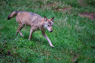 Europäischer Wolf ( Canis lupus ).