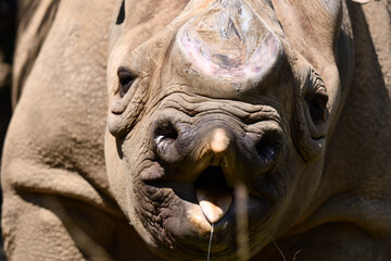 Fototapeta premium 変顔のヒガシクロサイ