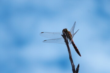 赤とんぼAutumn darter