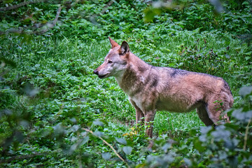 Fototapeta premium Europäischer Wolf ( Canis lupus ).