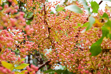 Pistachio tree with seeds and leaves background. Floral and herbal theme