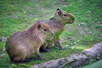 Großer Mara ( Dolichotis patagonum ).