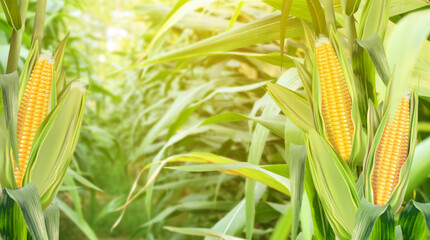 Sweet corn seeds and green leaves at Corn field in 3D illustration background. of free space for your texts and branding.