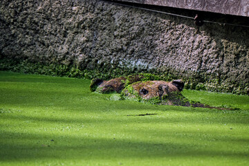 Großer Mara ( Dolichotis patagonum ).