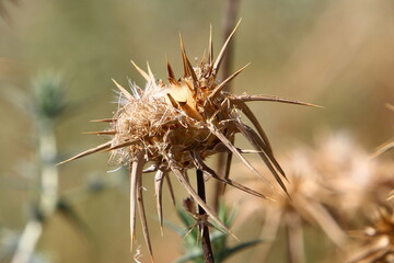 Milk thistle grows in a forest clearing.