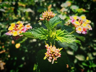 flower in the garden