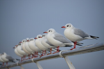 Obraz premium Seagulls sit on a metal railing in a row