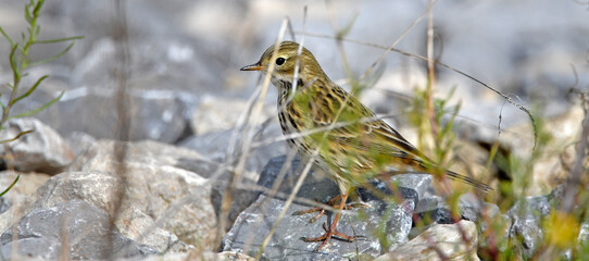 Meadow Pipit // Wiesenpieper (Anthus pratensis)