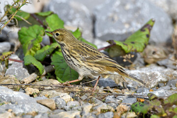 Meadow Pipit // Wiesenpieper (Anthus pratensis)