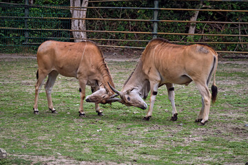 Fototapeta premium Elenantilope ( Taurotragus oryx ).