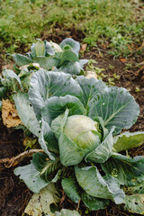 Naklejka premium cabbage growing in a garden
