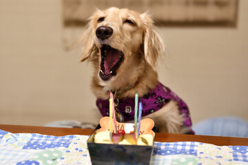 誕生日の犬