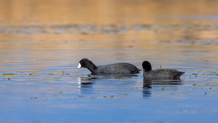 Common coot birdS in the lake.
