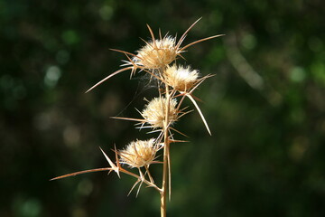 Milk thistle grows in a forest clearing.