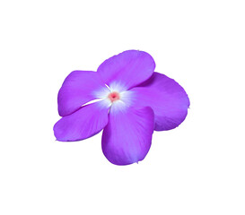 Catharanthus roseus or Madagascar periwinkle or Vinca or Old maid or Cayenne jasmine or Rose periwinkle flowers. Close up blue-purple small flower  isolated on white background.