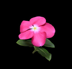 Catharanthus roseus or Madagascar periwinkle or Vinca or Old maid or Cayenne jasmine or Rose periwinkle flowers. Close up pink-purple small flower bouquet isolated on black background.