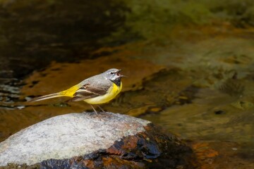 Close up of the grey wagtail (Motacilla cinerea)
