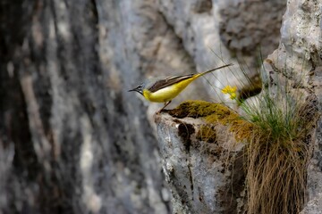 Close up of the grey wagtail (Motacilla cinerea)