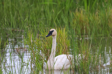 The trumpeter swan in the marsh