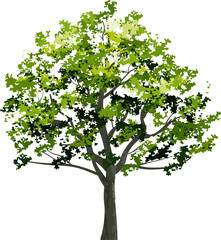 Big tree for landscape design. PNG illustration.