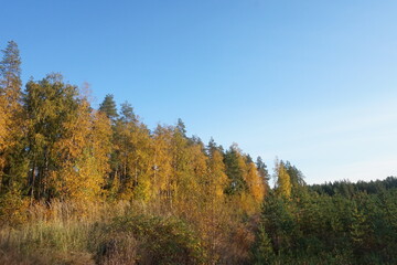 Fototapeta na wymiar A sunny Autumn day and colorful trees