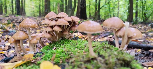 Obraz premium mushrooms in the forest