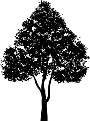 Tree silhouettes for landscape design. PNG illustration.