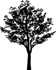 Tree silhouettes for landscape design. PNG illustration.