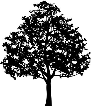 Tree silhouettes for landscape design. PNG illustration.